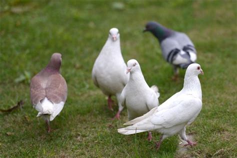 夢見鴿子死掉|夢見鳥